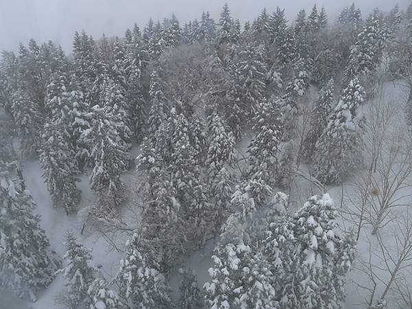 下雪又陰天就會很灰白~