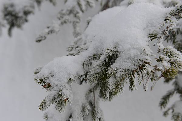 積著雪~~