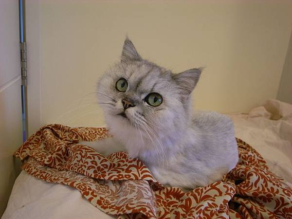 很愛躺我的衣服..不想我出門