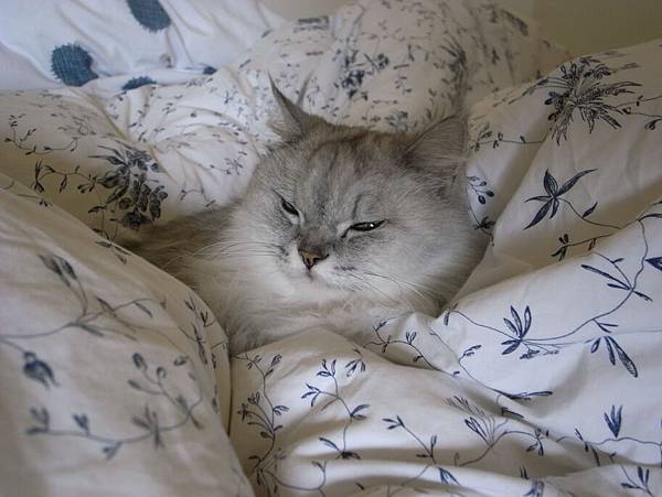 被被堆中好開心呀~