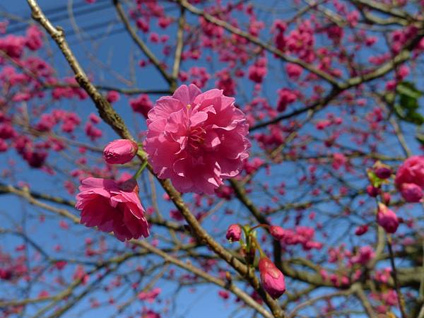 來看花囉~