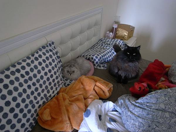 粉紅墊被搶走所以黑皮壞貓臉