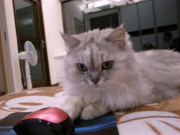 在我滑鼠旁邊的~