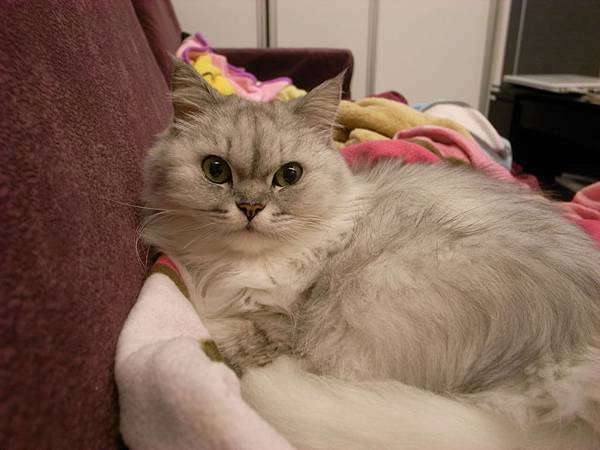 卡妞喜歡的寶位