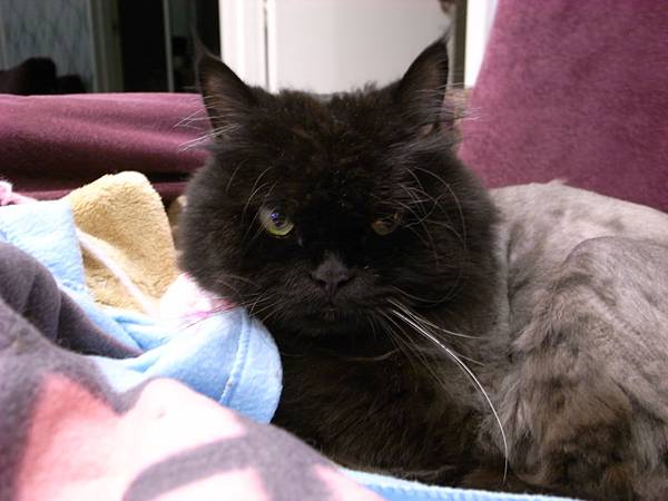 小黑偶爾也是會來客廳的~