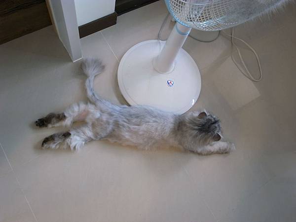 出現了~灰皮伸長腿腿