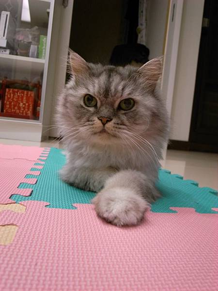 好可愛的灰皮臉