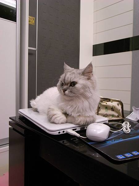 很愛躺我們電腦~最近更愛我的鍵盤