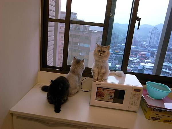 卡妞說要吃飯~灰皮再找鳥朋友~