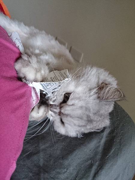 玩標籤玩到瘋掉