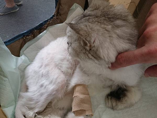 來看妞妞~她都一直看外面