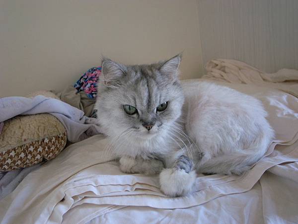 卡妞早上會先躺這~