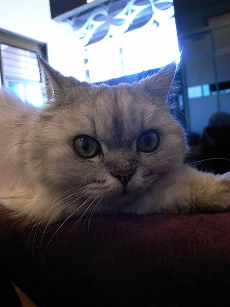 卡妞眼睛好漂亮