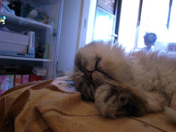 但看到他睡的沉又好開心~