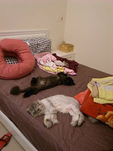 三貓也睡的太自在了吧