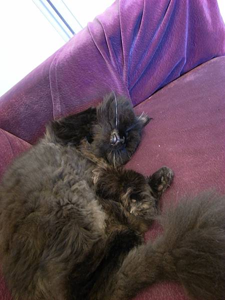 睡到翻過來了啦~