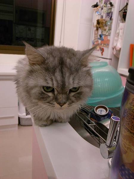 沒可以吃肉的灰皮~