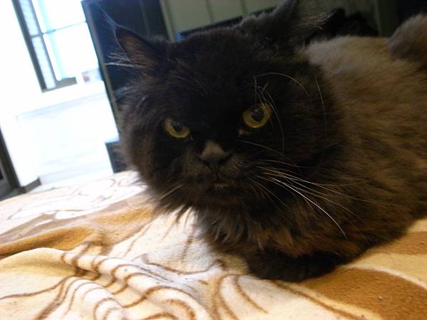 我待產的日子黑皮都會陪我~