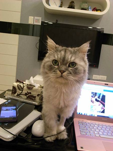 灰灰想吃就會一直看