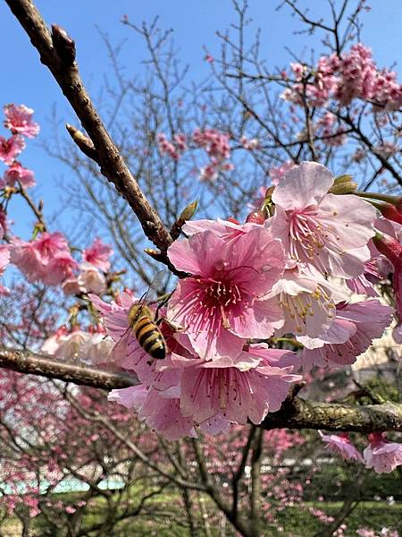 2023_01_29_09_48_IMG_2919.JPG 2023_01_29_09_48_IMG_2919.JPG