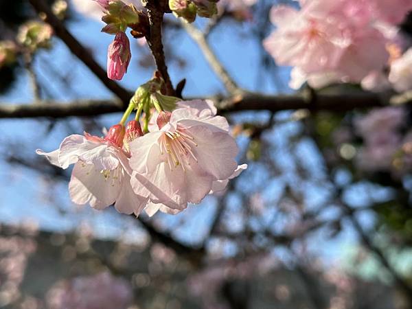 2023_01_29_10_09_IMG_2981.JPG 2023_01_29_10_09_IMG_2981.JPG