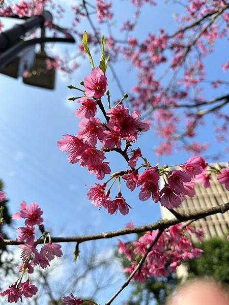 2023_01_29_09_40_IMG_2894.JPG 2023_01_29_09_40_IMG_2894.JPG