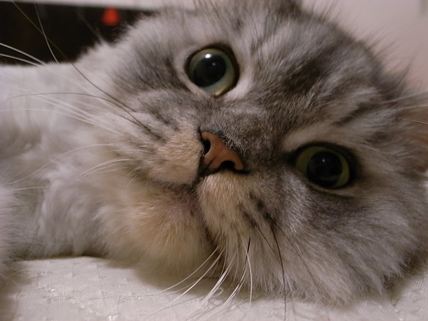 灰皮超可愛的臉