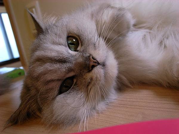 伴讀小妞的pose很多溜~