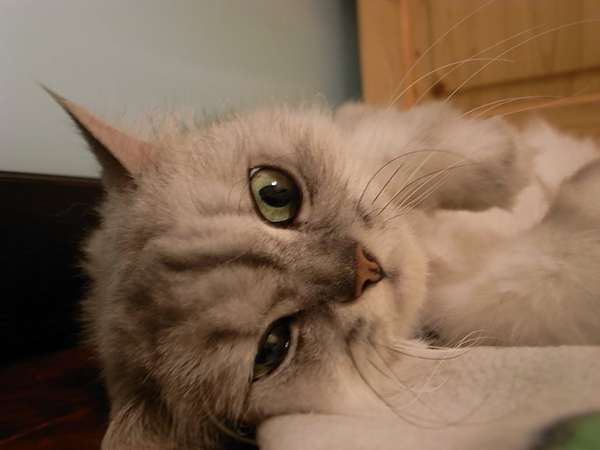 和室後的這塊位置~卡妞後來超愛~