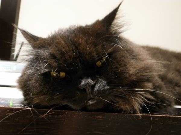 黑皮還是一樣喜歡這邊~~