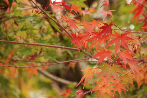 紅綠相間很有趣耶~~我喜歡~~