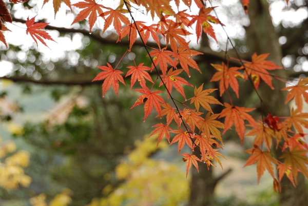 楓葉是紅的星星~~