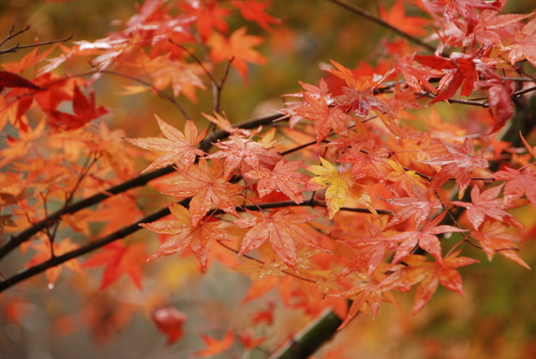 也是有紅通通一片~