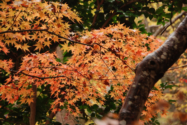 這樣橘的也很有趣~~