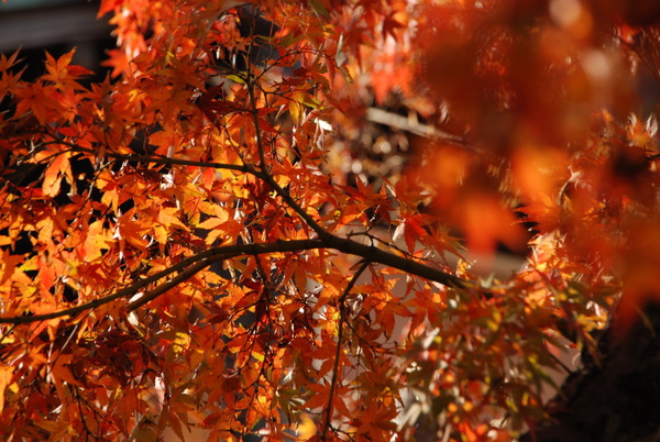那整片的紅~很漂亮