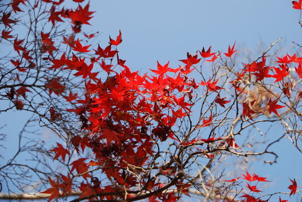 襯著紅葉越來越紅~