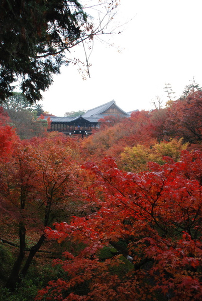 只是很紅很漂亮~~~