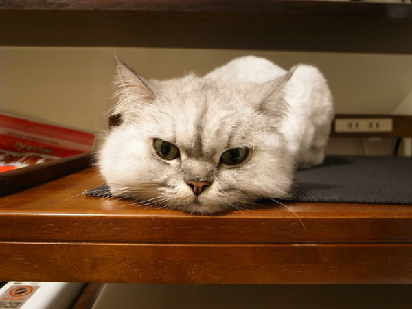 卡妞是白天都在這邊等著吃第二次~