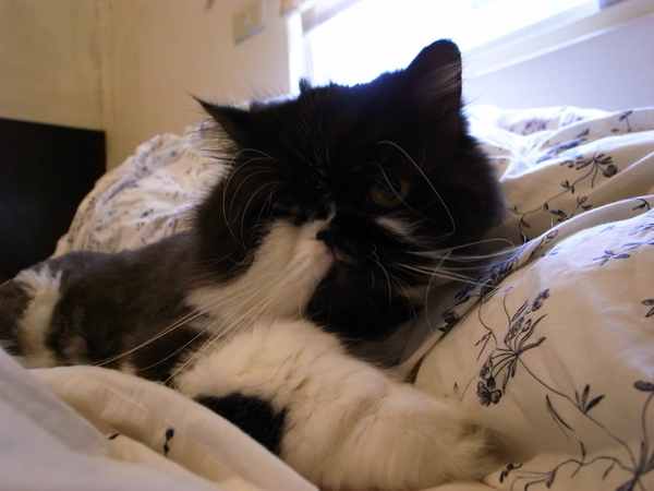 天氣暖暖~貓咪就呆在房間~