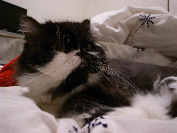 卡拉是床的固定躺者