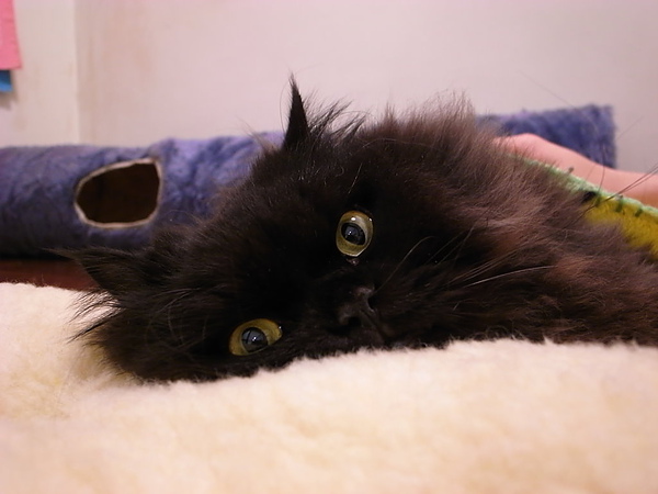 這個墊子給黑皮當枕頭~很可愛~~