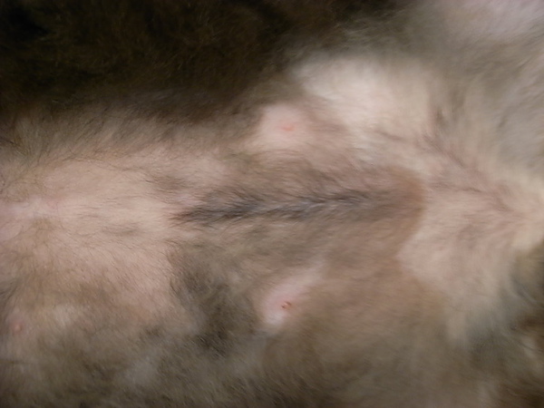 傷口的毛很怪~