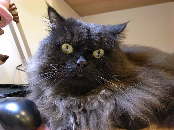 黑皮機乎都會進來~但時間不長