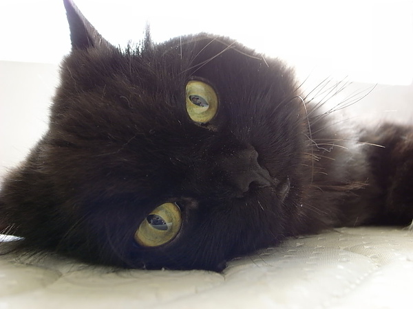 好可愛的黑皮~~