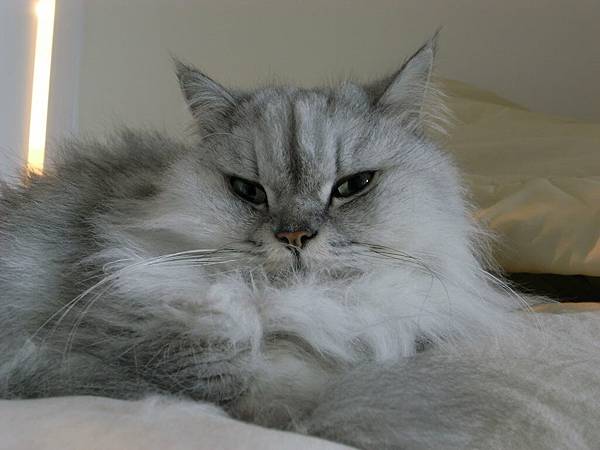 卡妞常常白天在這邊睡