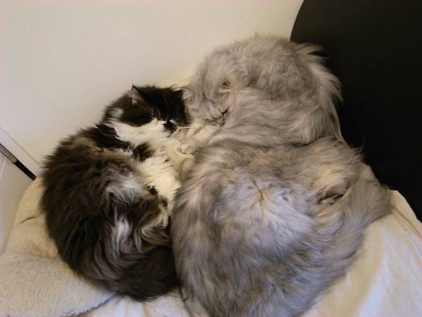 雖然有換位但還是這三隻靠在一起~