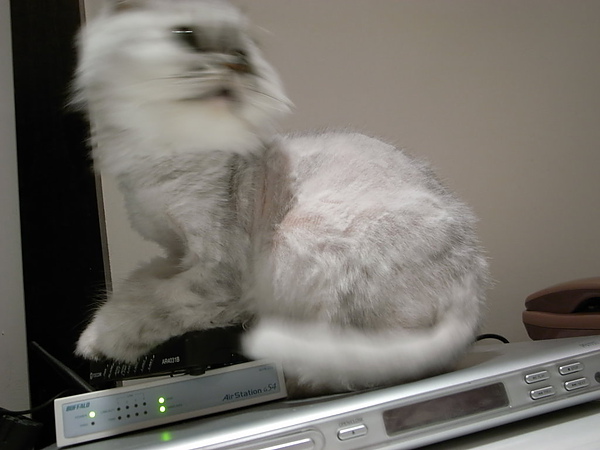 雖然糊了~但是我要拍下卡妞很愛躺在電器上面~~