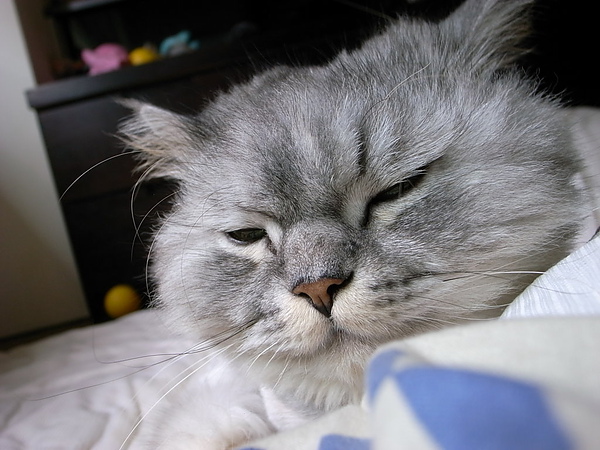 灰皮超愛睡這邊