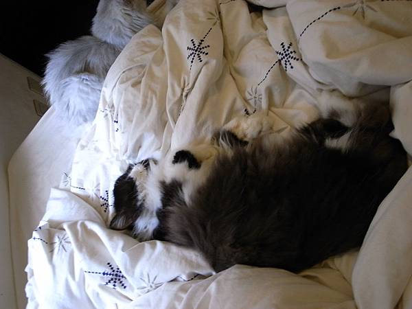 有太陽的日子看卡拉這樣躺就覺得他睡的很爽