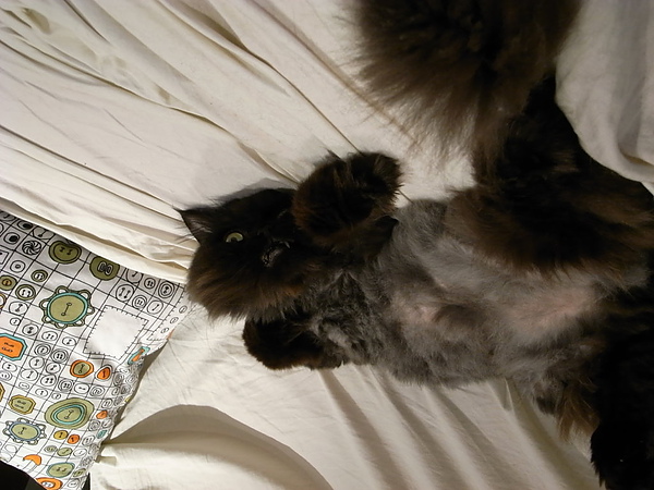 黑皮晚上都睡在這邊~一個亂翻